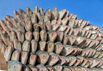 Delicious Hilsha fish and blue sky 