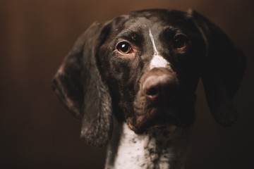 Portrait of a funny dog Pointer Kurzhaar. Brown background.