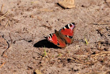 Tagpfauenauge