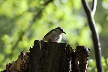 Birds on the lake in the park