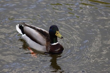 Birds on the lake in the park