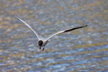 Birds on the lake in the park