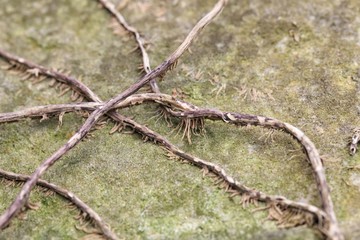 Plant roots clinging to rock surface