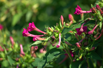 traditional flowers of Greece. organic without fertilizer and spraying