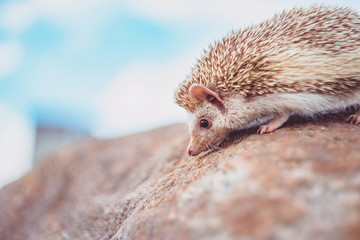a hedgehog on a stone on a blurred sky background © Anna