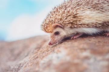 hedgehog on a rock on a blurred sky background