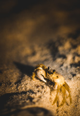 o carangueijo da areia
