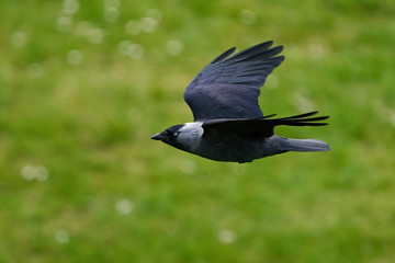 Western jackdaw (Coloeus monedula)