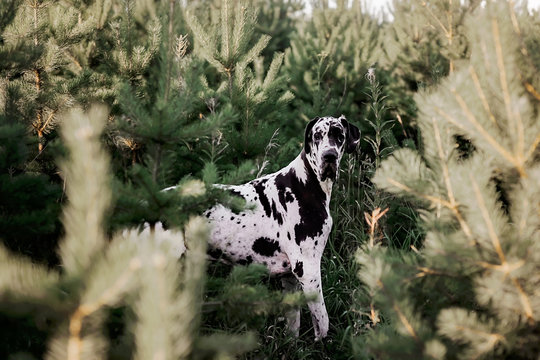 A black and white purebred Harlequin Great Dane dog outdoors