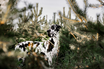 A black and white purebred Harlequin Great Dane dog outdoors