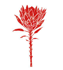 Protea flower illustration, retro texture style of a red color