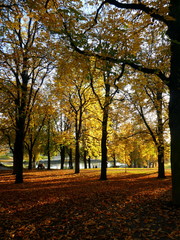 Autumn panorama in the afternoon, Germany