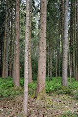 Fototapeta premium The Black Forest!