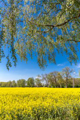 Blühendes Rapsfeld, oben hängende Birken-Blätter , hinten Baumallee an einem Wander- und...