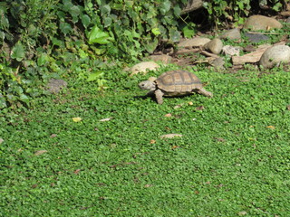 
Giant tortoises in their environment