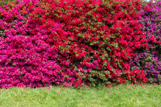 Colores variados de buganvilla