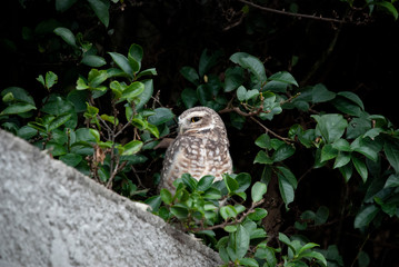 great horned owl in the forest