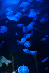 many jellyfish swim on a blue background aquarium