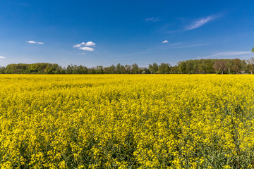 Obraz premium Blühendes Rapsfeld, hinten Baumallee an einem Wander- und Fahrradweg, Ingolstadt, Bayern, Deutschland