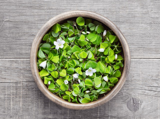 Oxalis in a wooden bowl on a wooden table. Wood sorrel with white flowers edible plant from the...