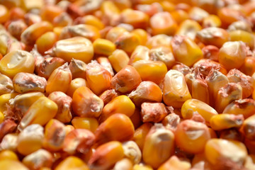 Close-up corn seeds with shallow depth of field