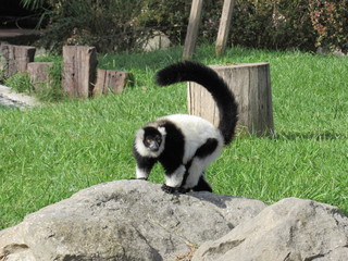 lemur de collar blanco en su medio ambiente