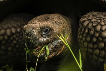 Galapagos giant tortoise close up.