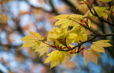 autumn maple leaves