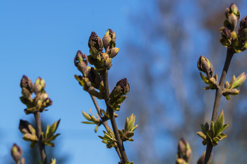 Blossoming buds of lilac on a branch with a peduncle inside.