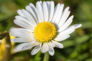 Obraz premium paquerette en gros plan