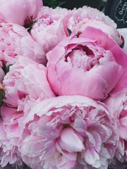 Spring Pink peony. Processed with VSCO with a6 preset