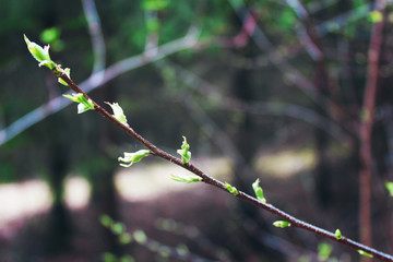 Spring in the forest