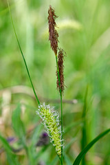 Blasen-Segge, Schmalblättrige Blasen-Segge (Carex vesicaria) - bladder sedge