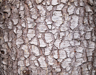 wood pattern