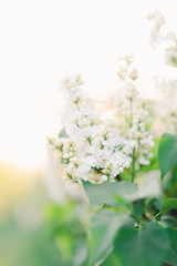spring lilac flowers on a garden background