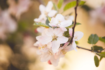 Spring apple tree flowers in bloom