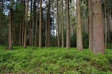 Obraz premium The Black Forest!