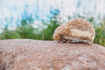 a hedgehog smells a stone on a blurred forest background