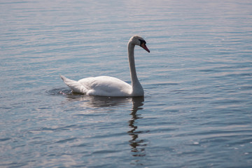 lonely white Swan, wild bird, Swan lake