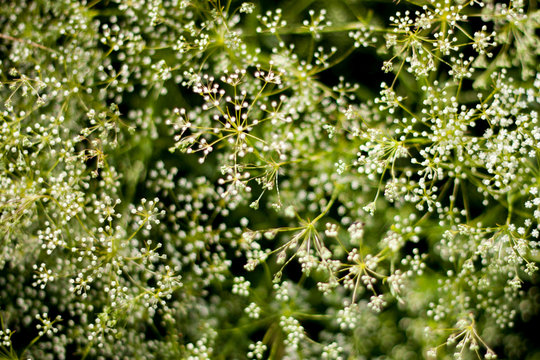 Anthriscus sylvestr blooms in a meadow in summer. Anthriscus sylvestris, top view. White flowers of anthriscus sylvestris close-up. Wildlife picture of flowering plants in the meadows on a summer day.