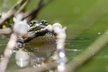 Froschperspektive