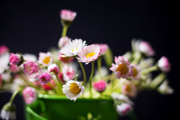 Daisy flowers in a green pot