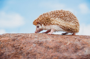 a hedgehog standing on a stone on a blurred sky background