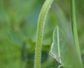 grasshopper on the grass