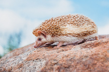 a hedgehog walking on a stone on a blurred sky background