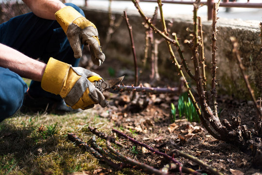 Man Pruning Roses In The Yard