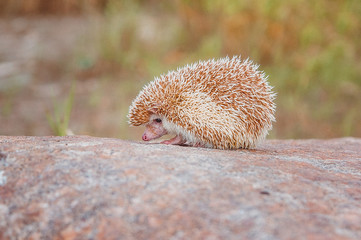 Obraz premium a cute little hedgehog sitting on a rock in warm colors