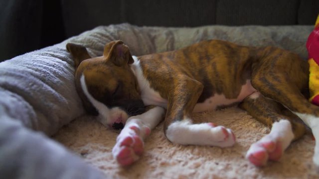 Puppy Sleeping