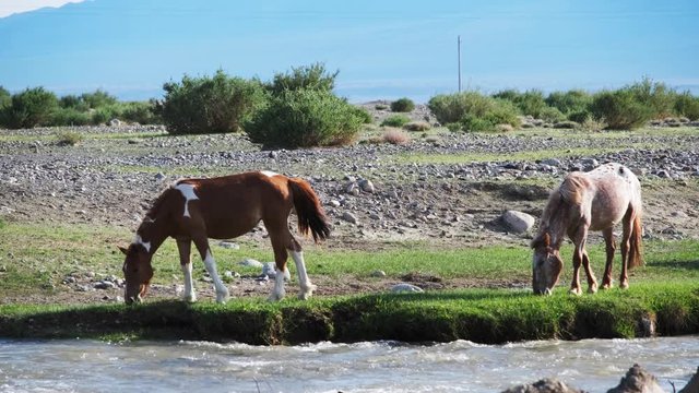 horses graze on the bank of a small river