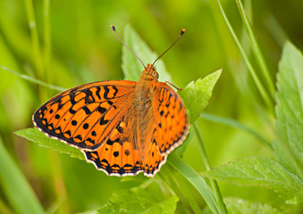 motyl na łące o poranku zbliżenie
